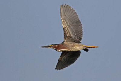 Green Heron