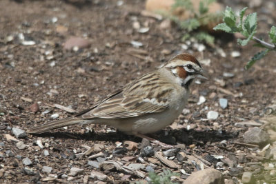 Lark Sparrow