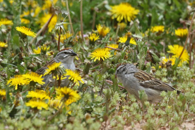 Chipping Sparrow