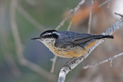 Red-breasted Nuthatch