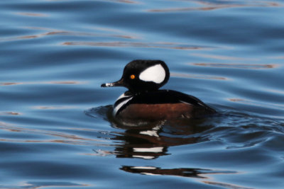 Hooded Merganser