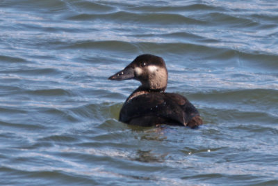 Surf Scoter