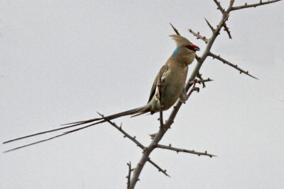 Blue-naped Mousebird