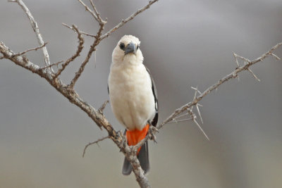 Buffalo-Weavers