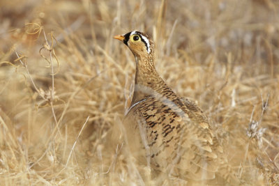 Black-faced Sandgrouse