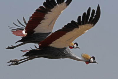 Grey Crowned  Cranes