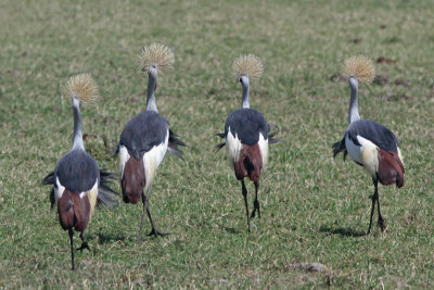 Grey Crowned  Cranes