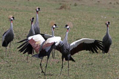 Grey Crowned  Cranes