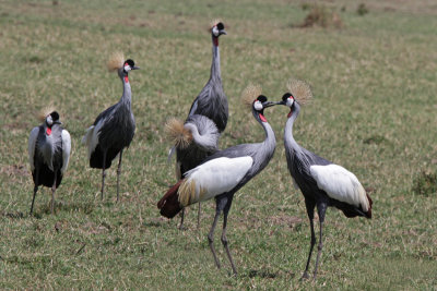 Grey Crowned  Cranes