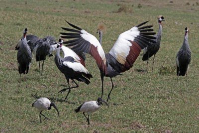 Grey Crowned  Cranes