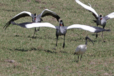 Grey Crowned  Cranes