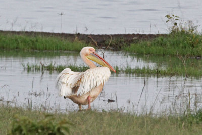 Pink-backed Pelican