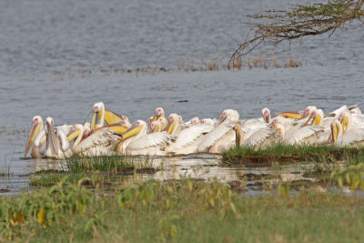 Pink-backed Pelican