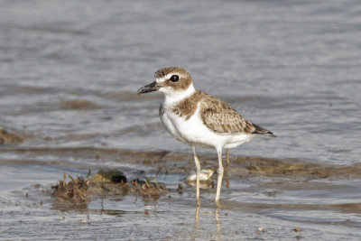 Wilson's Plover