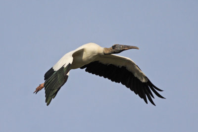 Wood Stork