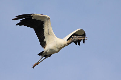 Wood Stork