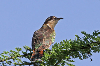 Klaas's Cuckoo