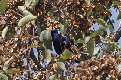 Ross's Turaco