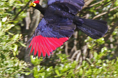 Ross's Turaco