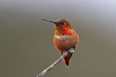 Allen's Hummingbird