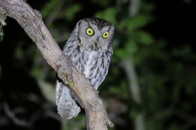 Western Screech-Owl