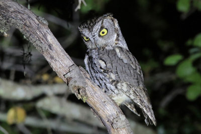 Western Screech-Owl