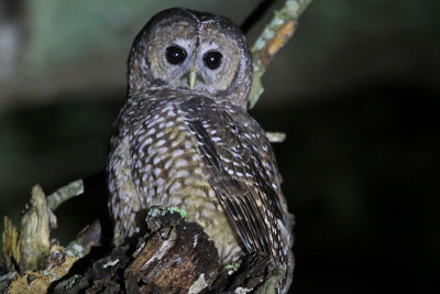 Spotted Owl