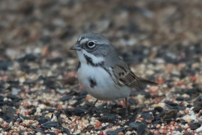 Bell's Sparrow