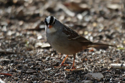 White-crowned Sparrow with white throat