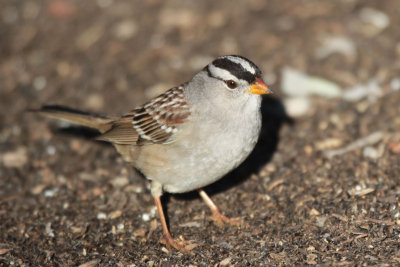 White-crowned Sparrow