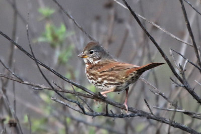 Fox Sparrow (Slate-colored)