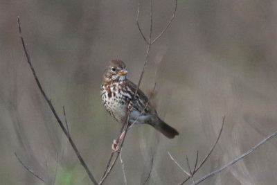 Fox Sparrow (Slate-colored)