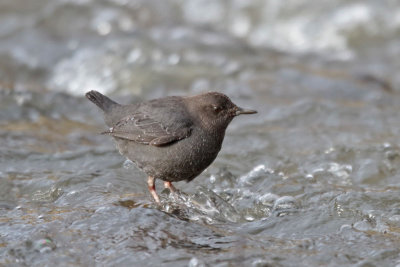 American Dipper