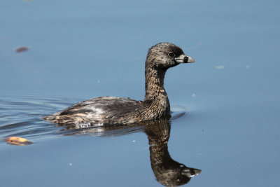 Pied-billed Grebe