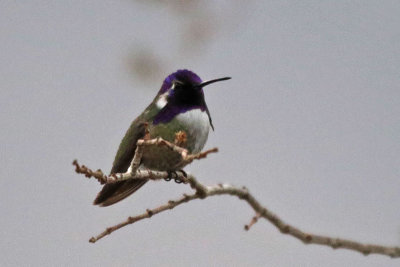 Costa's Hummingbird