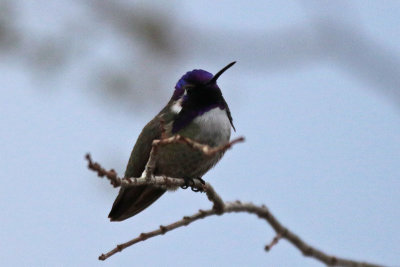 Costa's Hummingbird