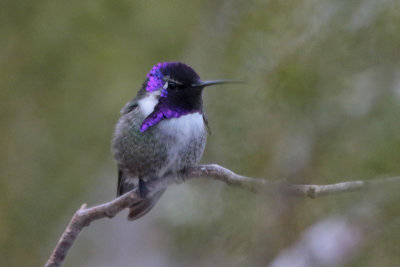 Costa's Hummingbird