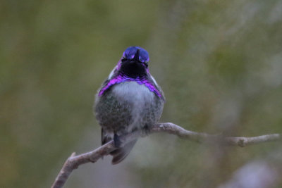 Costa's Hummingbird