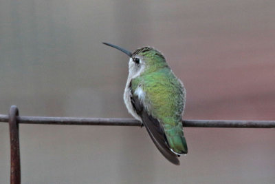 Costa's Hummingbird