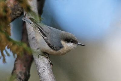 Chickadees, nuthatches, titmice, creeper, bushtits