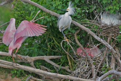 Snowy Egrets and roseate spoonbills