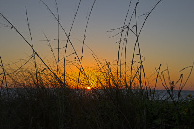 Birds in Florida