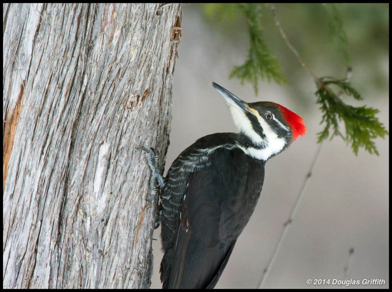 Pileated Woodpecker (F)