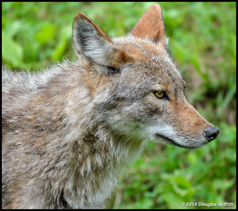 Coyote: Portrait