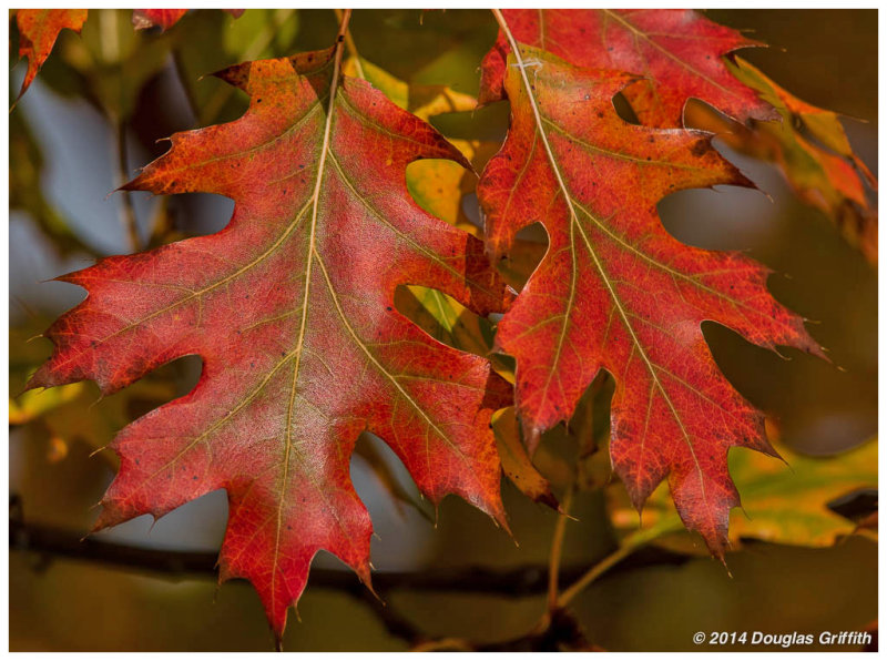 Oak Leaves in Autumn