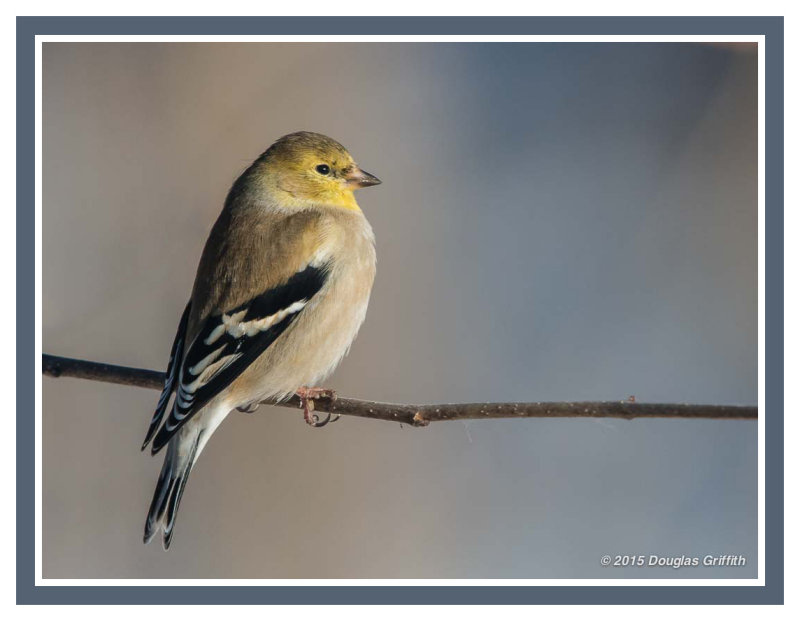 American Goldfinch