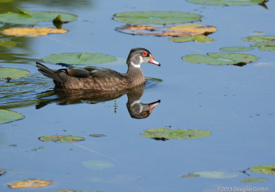 Wood Duck 