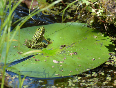 Leopard Frog on Lily Pad