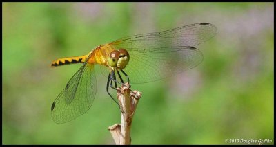 Dragonfly 2