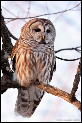 Barred Owl